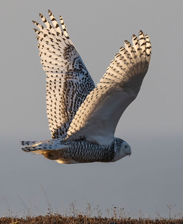 Snowy Owl 2