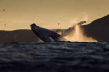 Whale Breach 4