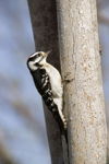 Downy Woodpecker