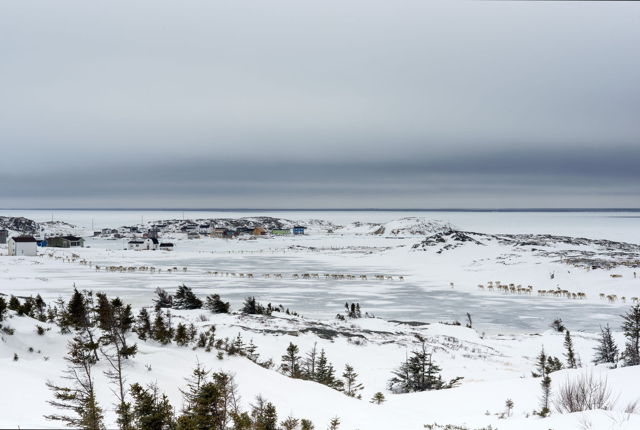 Caribou in Barr'd Islands - 5