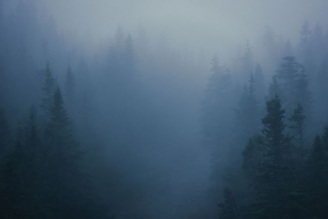 Into the fog