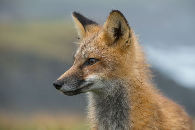 Red Fox Portrait in Rain