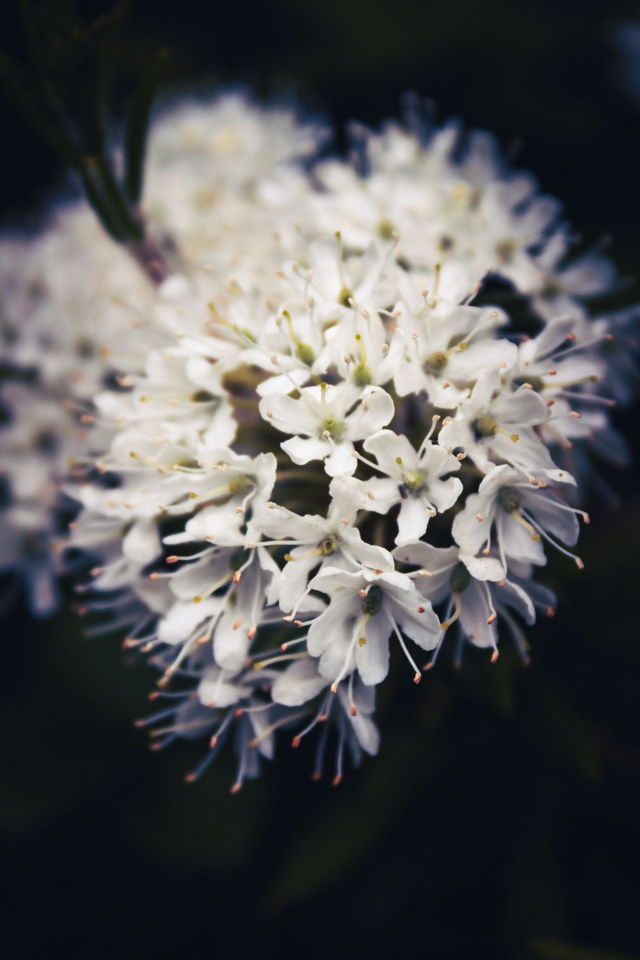 Labrador Tea 3