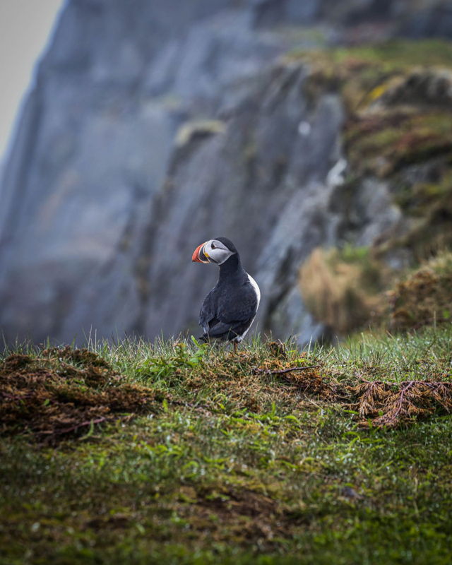 Cliffside Puffin