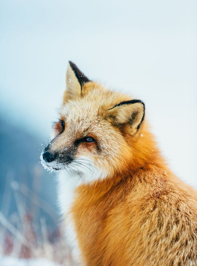 Snowy Red Fox Portrait