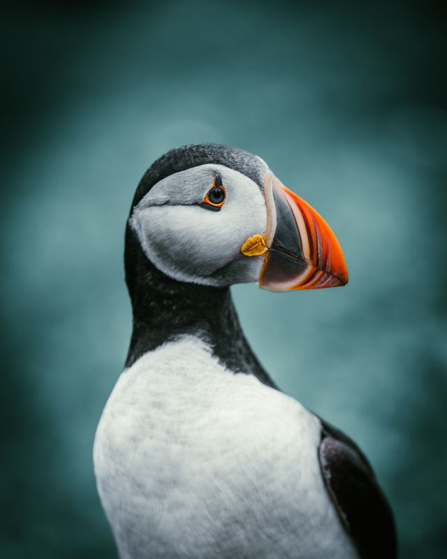 Fratercula arctica