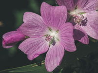 Must Mallow Flower