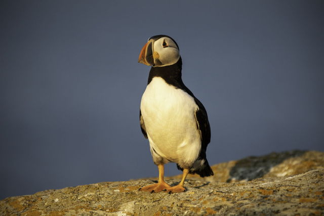 Puffin Sundown