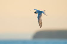 Arctic Tern and Little Bell Island 02956