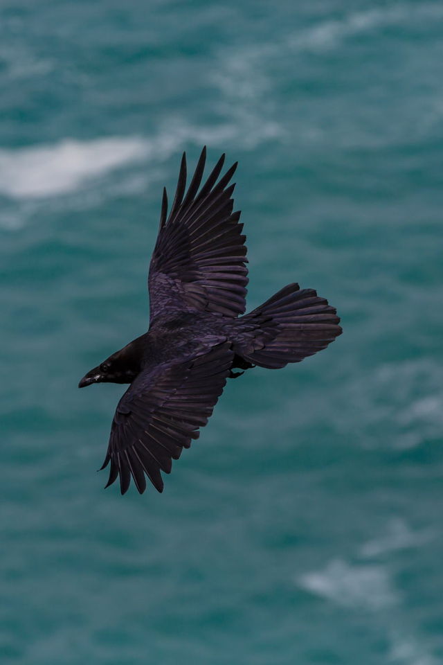 Raven at Outer Cove