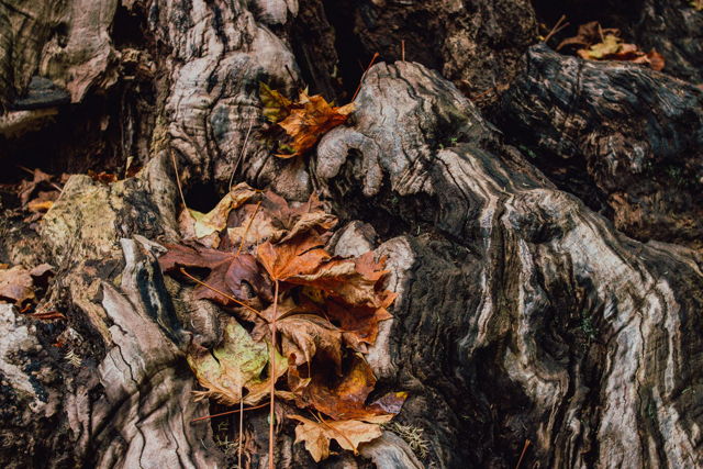 Old stump
