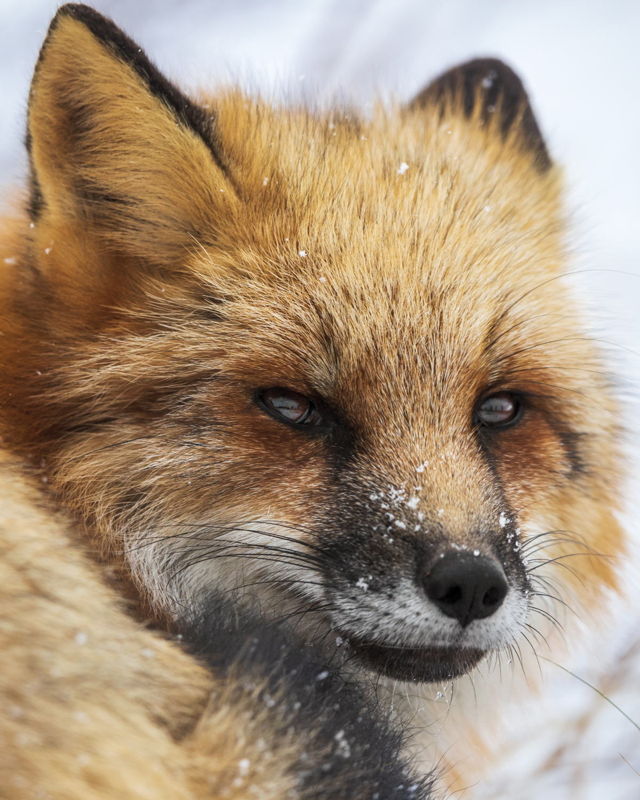 Winter Fox Up Close