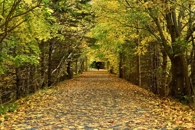 A Walk through The Tunnel of Leaves