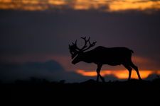 Woodland Caribou Silhouette