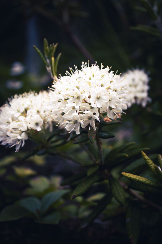 Labrador Tea 2