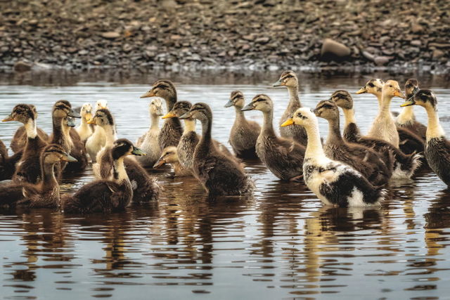 Line Up Your Ducks