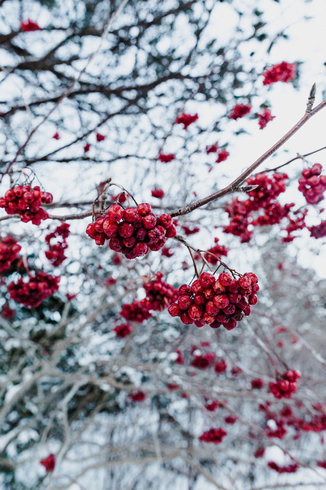 Dogberries in the Snow