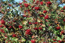 Dogberries - Mountain Ash trees