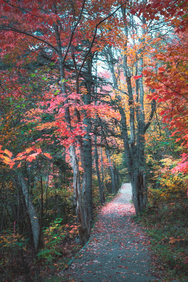 Autumn Dreams