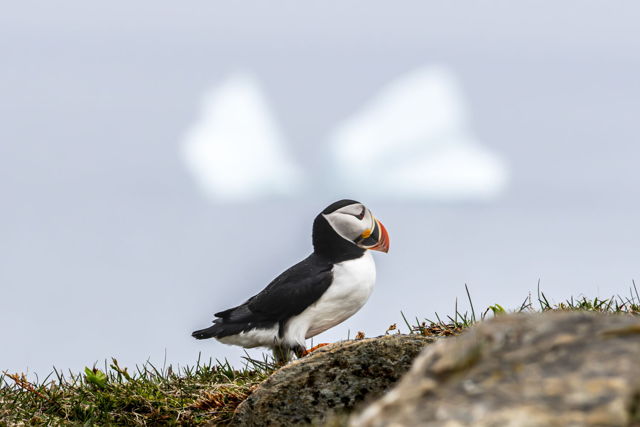 The puffin and the iceberg