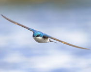 Flight of the Swallow 8 x 10