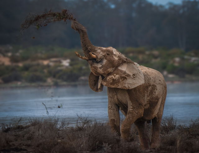 Elephant in Mud