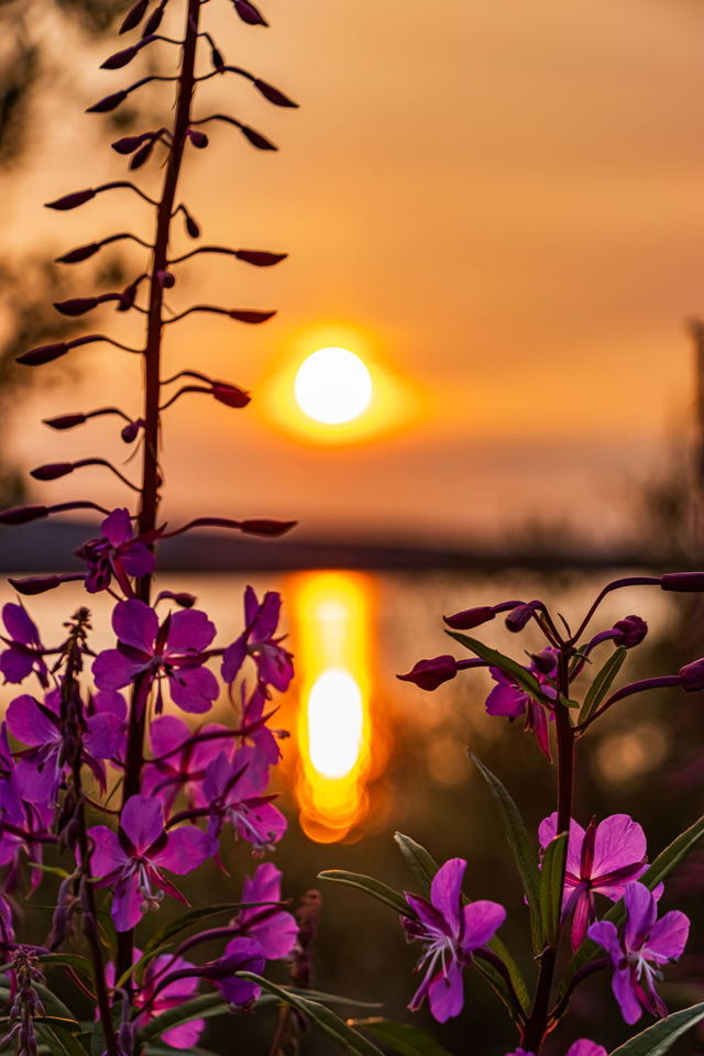 Fireweed Sunset