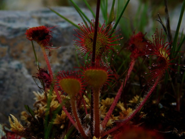 Sundew