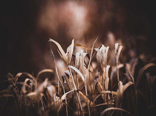 Autumn's End
