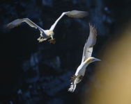 Early Bird Flight