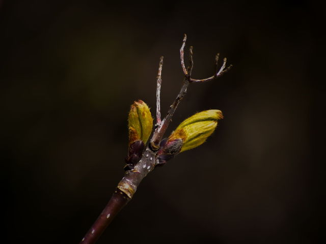 Regrowth