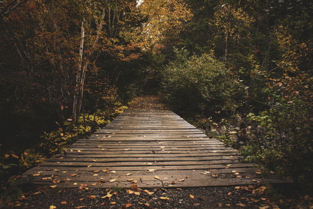 Bridge and Leaves 2