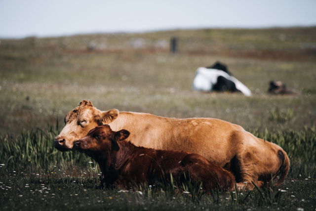 Momma and Her Calf