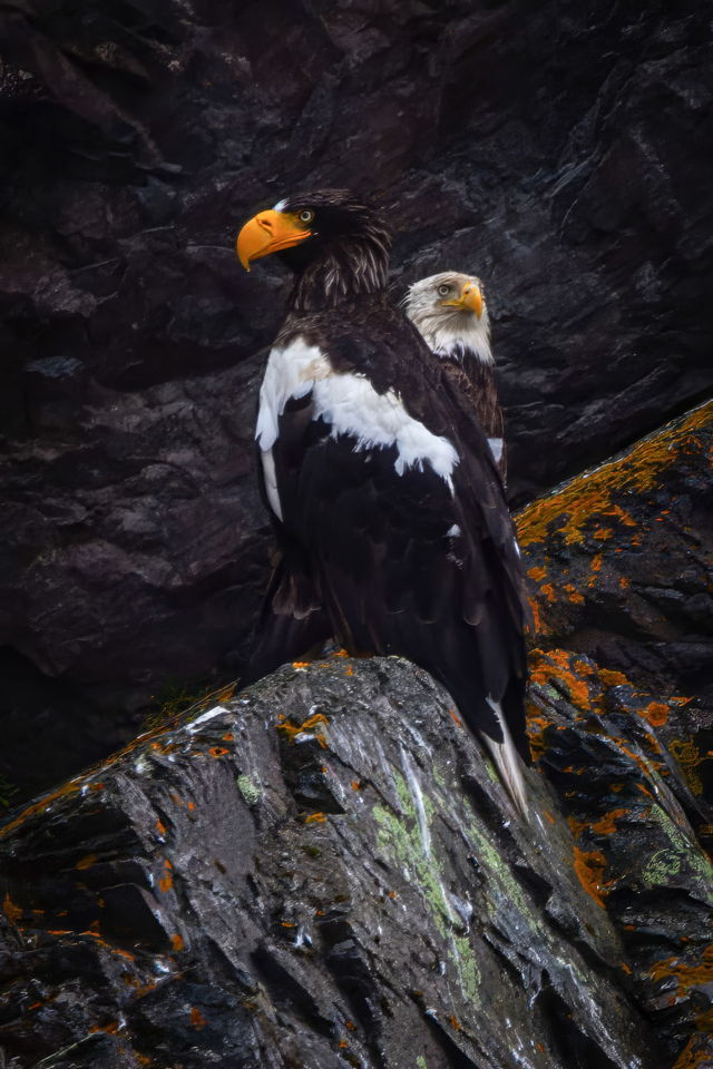 Steller's Sea Eagle and Friend