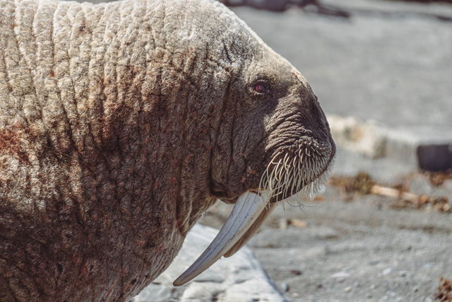 Walrus