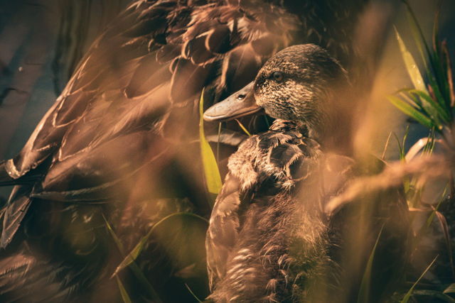 Young Duck