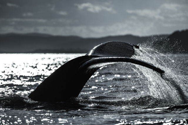 Whale In Light