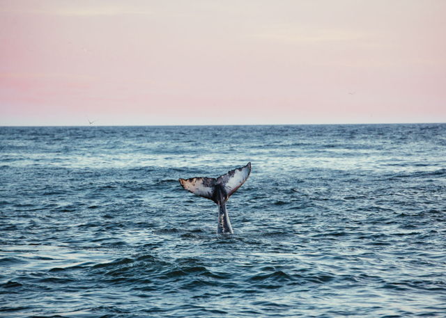 Humpback at Sunset