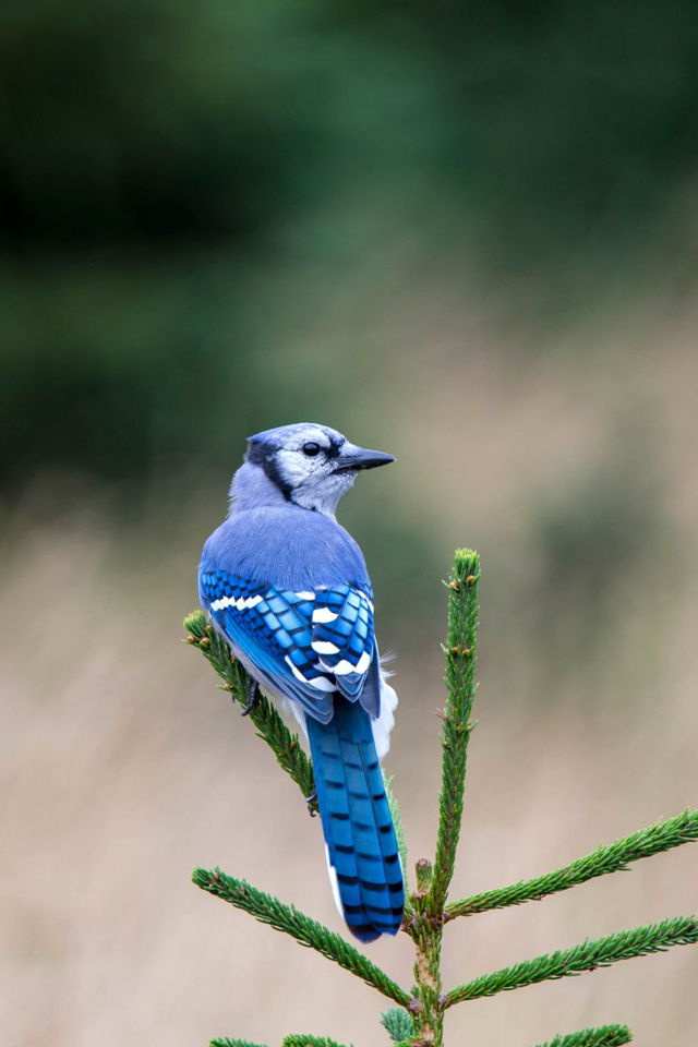Blue Jay