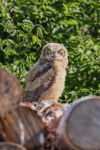 Great Horned Owlet