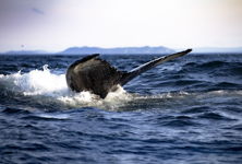 Whale Tail with a Splash