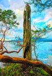Rainforest I, Bowen Island, BC