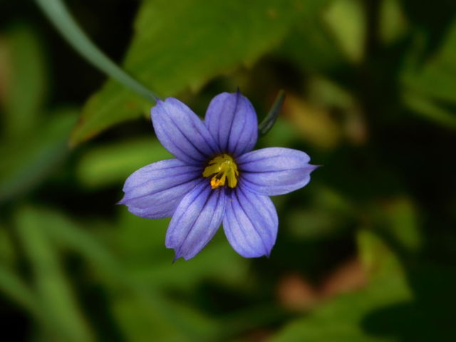 Blue eyed grass