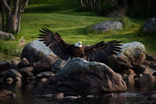 Bald Eagle With Wings Spread