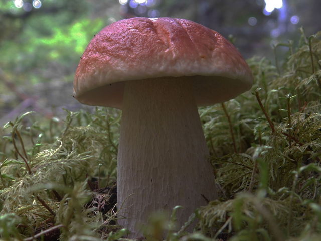 King bolete 25