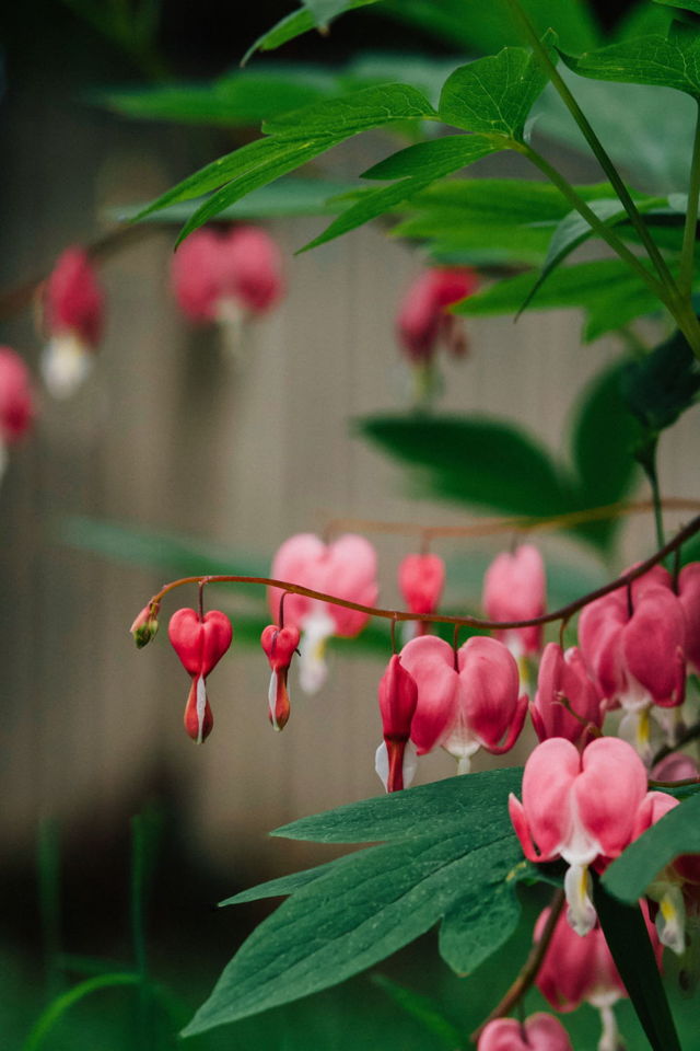 Bleeding Hearts