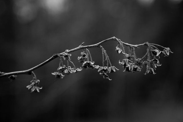 Dead flowers
