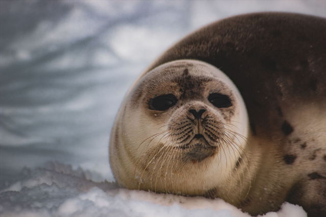 Harp Seal 2