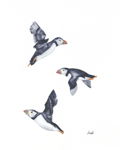 In This Together - Three Flying Puffins