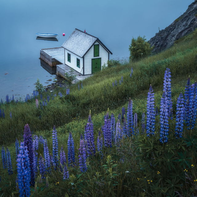 Fishing Stage with Lupins at Trinity